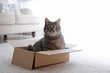 © New Africa - Cute grey tabby cat in cardboard box on floor at home