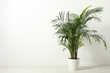 Leinwandbild Motiv Tropical plant with lush leaves on floor near white wall. Space for text
