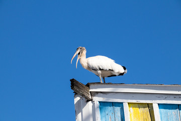 Wall Mural - vogel