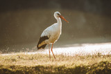 Fototapeta Uliczki - stork in habitat