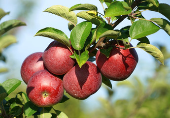 red apples on the tree in harvest season