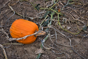 large single pumpkin in a pumpkin patch at the farm waiting to be picked