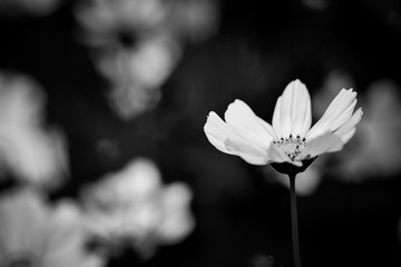 black and white flower background