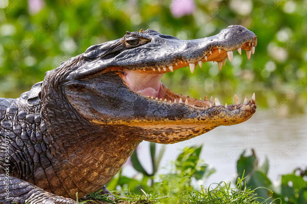 Close-up of a Black Caiman profile with open mouth against defocused background at the water edge, Pantanal Wetlands, Mato Grosso, Brazil - obrazy, fototapety, plakaty 