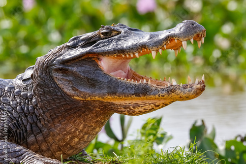 Cuadros en Lienzo Close-up of a Black Caiman profile with open mouth against defocused background