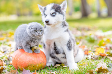 Aufkleber - Husky puppy sitting with a kitten in autumn park