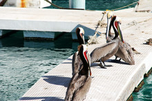 Amazing Mexican Pelicans