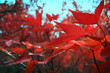 Autumn Leaves With Blurred Bokeh Background