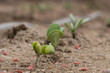 canvas print picture - Soybean sprouts just emerging showinf off their cotyledon leaves during June in Raleigh, North Carolina.