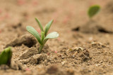 Fototapeta  - Soybean sprouts just breaking the ground and emerging during June in Raleigh, North Carolina.