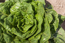 Green Leafy Cabbage
