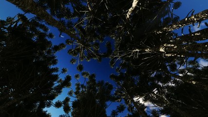Wall Mural - Looking up through a circle of trees, sun shines on top