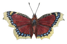 Camberwell Beauty (nymphalis Antiopa) - Butterfly Mourning Cloak. Big Beautiful Butterfly Of The Nymphalide Family. The Drawing Is Done In Watercolor And Colored Pencils.