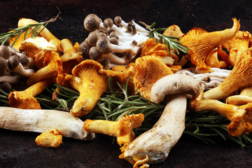 variety of raw mushrooms on wooden dark table. oyster and other fresh mushrooms.