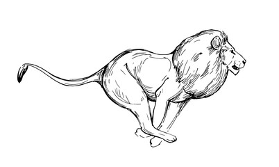Wall Mural - lion sketch. hand drawn illustration converted to vector. isolated on white background.