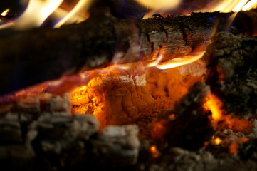 Close-up of a tree burning in a bonfire