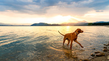 Gorgeous Family Pet Dog On A Beach At Sunset. Vizsla Puppy On Summer Vacation Exploring The Sea.
