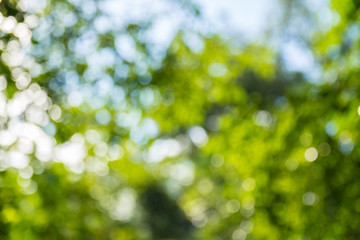 Canvas Print - Natural green bokeh abstract background