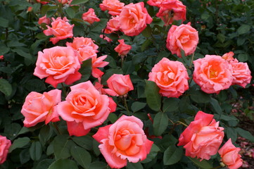 Yellow rose in botanical garden