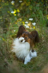 Wall Mural - Cute and funny papillon dog sitting in the field in fall. Continental toy spaniel outdoors