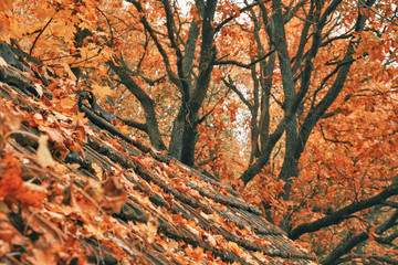 autumn leaves on an old tiled roof.