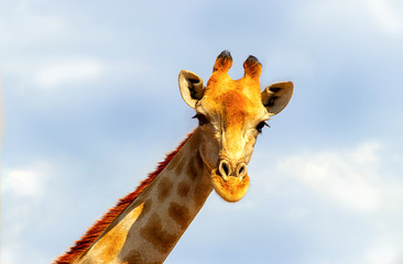 Wild african animals. Closeup namibian giraffe on blue sky background