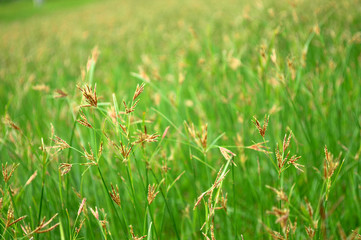 green grass