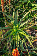 aloe vera bush on the slope