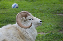 Dall Sheep Laying In The Grass