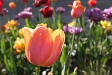 Closeup Of A Field With A Lot Of Colorful Tulips With Green Leaves On A Sunny Day