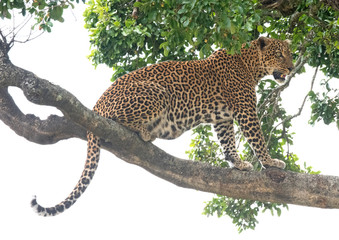 leopard on a tree