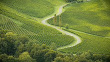 Green Vineyard / Grape Hills And A Curvy Road At The Weinstrasse Near Gamlitz - Summer Morning