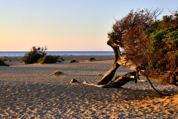 Juniperus in Dune di Piscinas, Sardinian Desert, Arbus, Italy