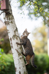 Wall Mural - tabby domestic shorthair cat climbing up birch tree with birdhouse in the back yard looking away observing birds