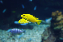 Two Beautiful Yellow Cichlid (Labidochromis Caeruleus) In Their Habitat