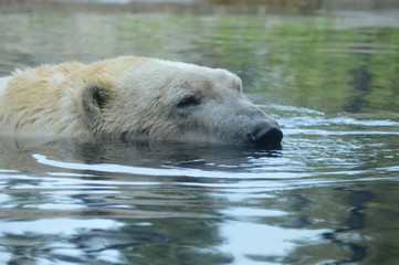 Wall Mural - Polar bear swimming in the water