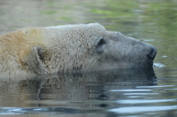 Wall Mural - Polar bear swimming in the water