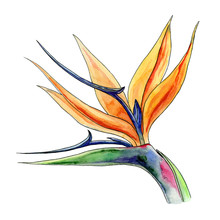 Strelitzia Flower Watercolor Illustration. Bright Hand Drawn Exotic Tropical Flower Element. Botanical Blooming Strelitziaceae Isolated On White Background.