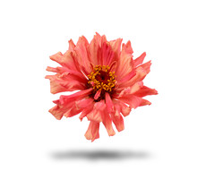 Pink Bud Of Blooming Zinnia Isolated On White Background