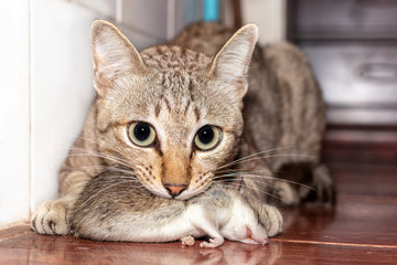 A ginger cat hunting a mouse. Domestic cat carrying small rodent rat in house. Close up ginger cat catching a mouse.