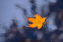 Multi-colored Bright Autumn Maple Leaf In Water, A Puddle After Rain