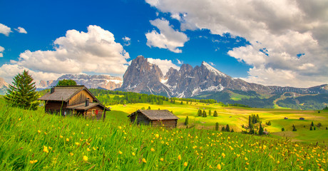 Alpe di Siusi - Seiser Alm with Sassolungo - Langkofel mountain group in background at sunset. Yellow spring flowers and wooden chalets in Dolomites, Trentino Alto Adige, South Tyrol, Italy, Europe