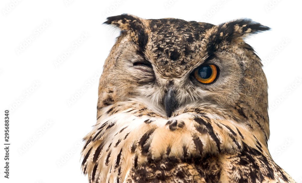 The horned owl with one open eye. Isolated on a white background. - obrazy, fototapety, plakaty 