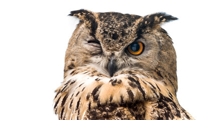 Wall Mural - The horned owl with one open eye. Isolated on a white background.