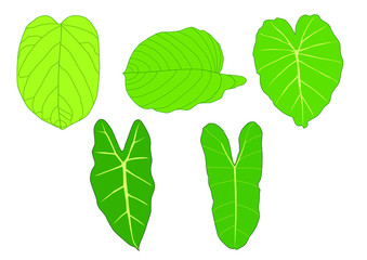 Wall Mural - Green Leaves fresh abstract isolated on white background illustration vector