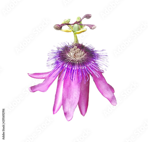 Fotomural Passiflora Passion Flower Watercolor Illustration Isolated on White Background