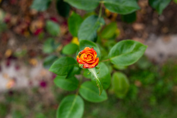 a beautiful rose in the garden