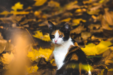 Calico cat merges with autumn leaves portrait photo