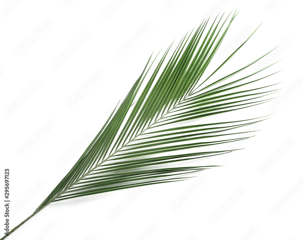 Fresh tropical leaf on white background