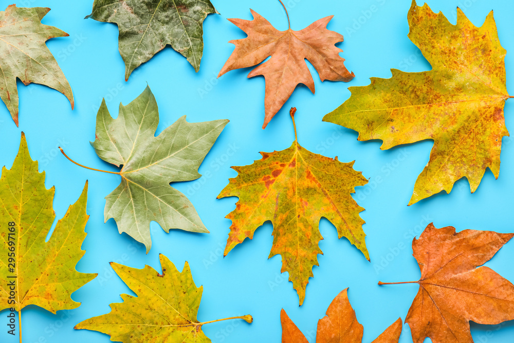Beautiful autumn leaves on color background